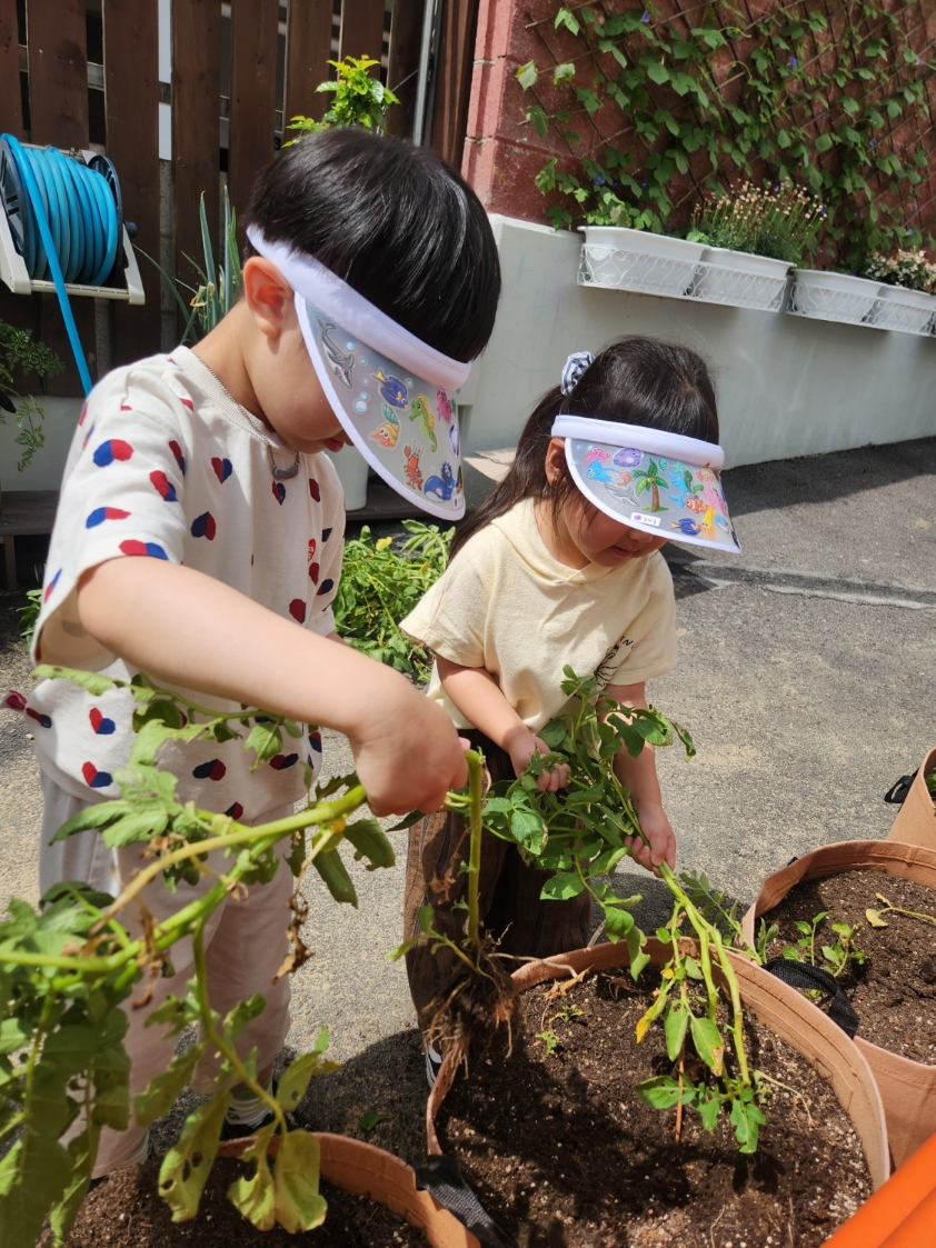 감자수확
